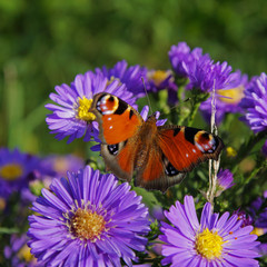 Ein Tagpfauenauge auf einer lila Aster