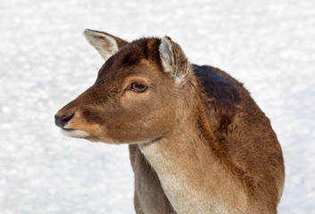 Maral deer on the field.