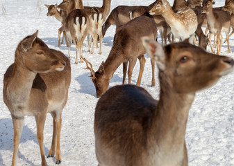 Maral deers on the field.