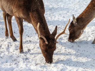 Wild deers in a winter season.