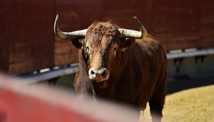 bull