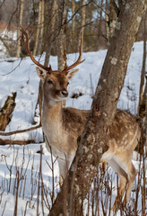 Young maral deer.