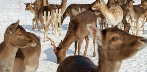 Maral deers on the field.