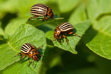 Potato bugs on foliage of potato in nature, natural green background, close view