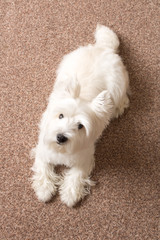 West highland white Terrier lies at home on the carpet