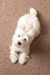 West highland white Terrier lies at home on the carpet