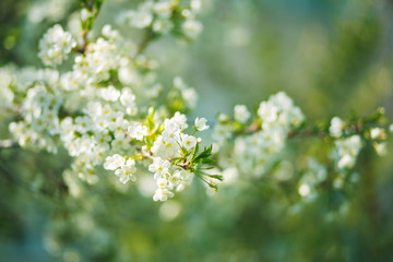 white flowers cherry tree. white flowers cherry tree. Flowers cherry tree blossomed.