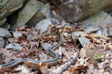 View of wild snake in rocks