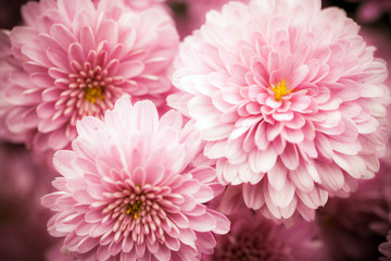 Pink gerberas close-up. Detailed flower macro