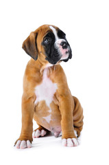 Obraz premium Sitzender Boxerwelpe isoliert auf weißem Hintergrund