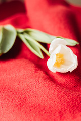 Obraz na płótnie Canvas Beautiful white tulip on red cozy blanket, greeting card template