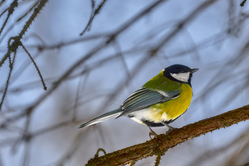 A small bird of the tomtit sits on a tree branch in the park. Close-up. Spring sunny day.