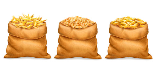 Vector realistic bag with purified and unrefined wheat grains, barley with wheat ears isolated on white background. Design element. Bread and harvest theme. Food and feed. 3d illustration.