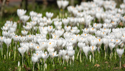 Spring white crocus flowers on green grass