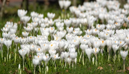Photo sur Aluminium Crocus Spring white crocus flowers on green grass
