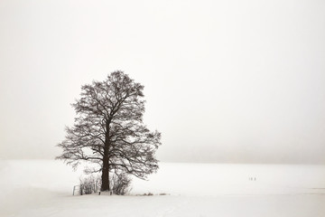 Fototapeta na wymiar Belarus, Grodno, Molochnoe Lake. Lonely tree on the shore in winter.