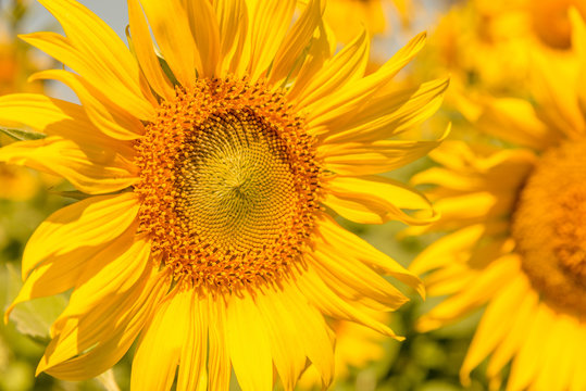 Colorful of flowers, Close up shot of Sun flower seeds background.