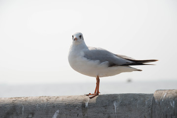 Seagull standing on a bridge at Miami,USA