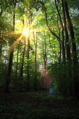 A forest in summer with sun flare