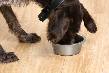 dog eating food from a bowl