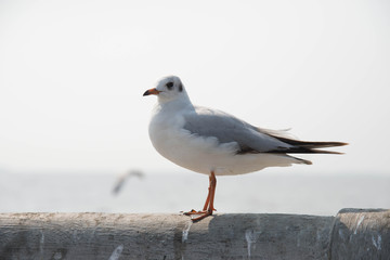 Seagull standing on a bridge at Miami,USA