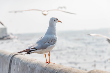 Seagull standing on a bridge at Miami,USA