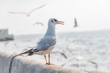 Seagull standing on a bridge at Miami,USA