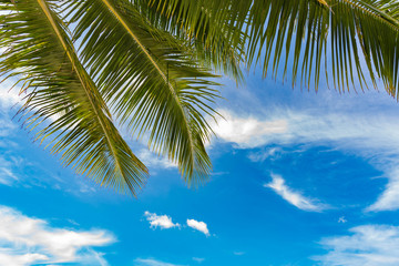 Summer concept, Palm leaf on blue sky and white clouds, perspective looking up.