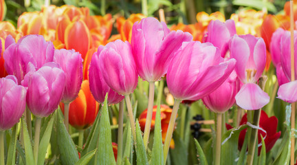 Colorful tulip flower in natural garden