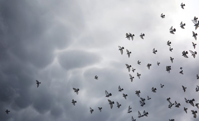 Rain clouds in the sky and a flock of pigeons. The religious con