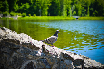 Pigeon standing on stone floor beside the river with blurred water background
