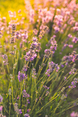 Close up of honey bee on lavender in sunny summer season.