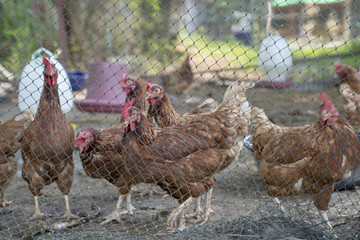 Rhode island red chicken in small farm.