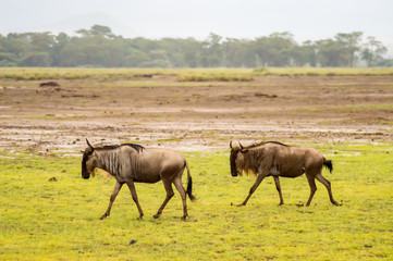 Obraz na płótnie Canvas Wildebeest herds grazing in the savannah of Amboseliau Kenya
