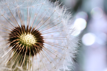 dandelion flower with seeds ball close up with bokeh 