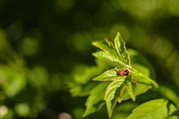 Insects mating. Ladybug mating on green leaf