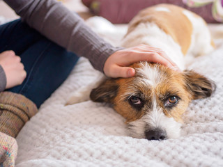 Eine junge Frau streichelt einem Hund über dem Kopf. Weiße Decke, Lifestyle, Hygge, Freundschaft, Blick in die Kamera.