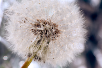dandelion flower close up