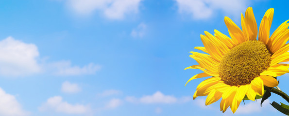 sonneblume vor blauem himmel