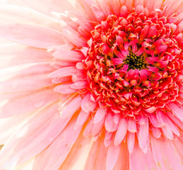 Fototapeta premium Flower bud of gerbera - close-up of macro