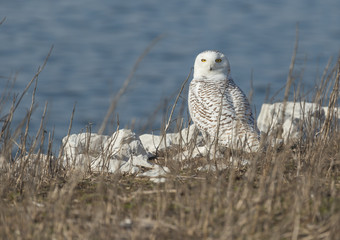 Snowy Owl sitting by water