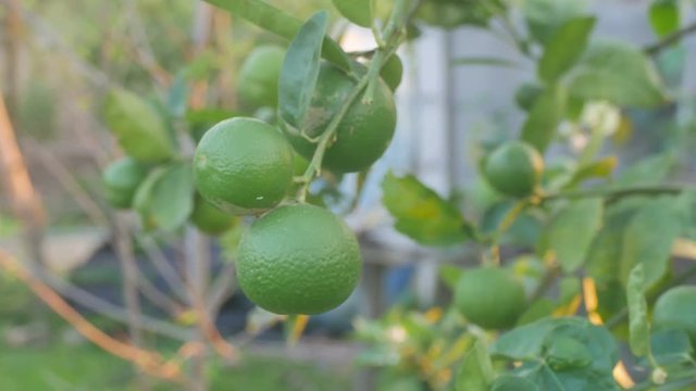 panning of limes in the garden in the late afternoon
