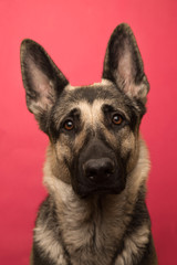 portrait of young Eastern European shepherd dog on pink background. dog with a smart look.