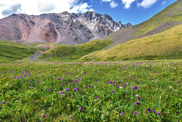 Fototapeta na wymiar wild flowers mountains meadow alpine hills