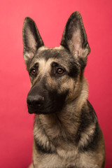 portrait of young Eastern European shepherd dog on pink background. dog with a smart look.