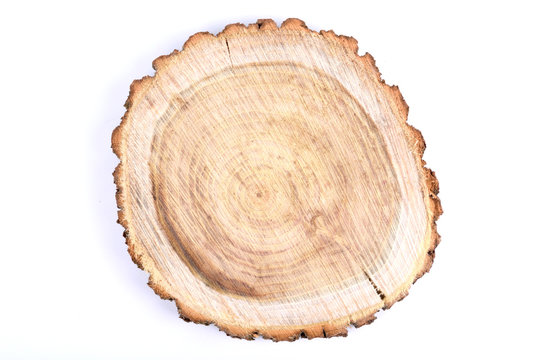   Detailed piece of circular flat cut wood showing annual rings, cracks, bark and texture Slice an oak tree like a wooden plate grove tree trunk showing  isolated on white background.