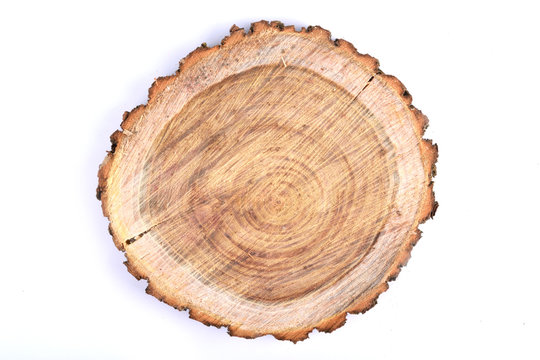   Detailed piece of circular flat cut wood showing annual rings, cracks, bark and texture Slice an oak tree like a wooden plate grove tree trunk showing  isolated on white background.
