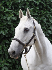 Obraz premium Grey Horse Head Shot