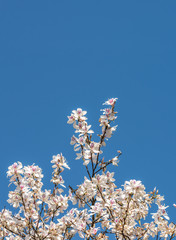 White flower, Bauhinia variegata,Orchid tree, Camel's Foot Tree,Bauhinia variegata is a species of plant family Fabaceae.