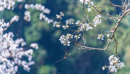White flower, Bauhinia variegata,Orchid tree, Camel's Foot Tree,Bauhinia variegata is a species of plant family Fabaceae..